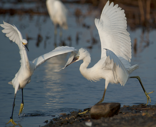 Egrets Terns Prime Hook 8.17