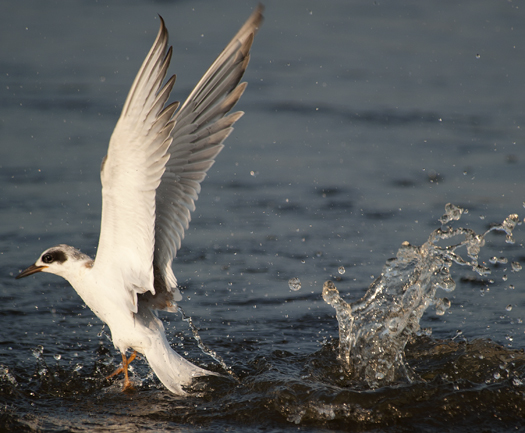 Egrets Terns Prime Hook 8.17