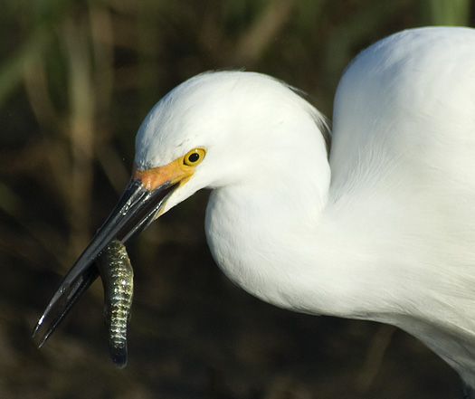 Egrets fishing2 6-1-2008_060108_2268