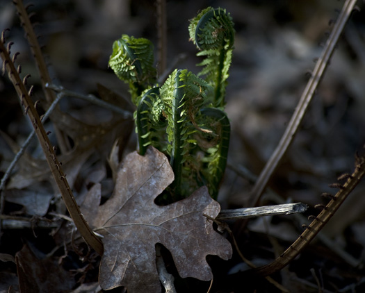 Ferns 4.2.2010_040210_4410