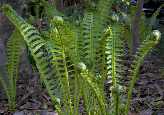 Ferns 4.5.2010_040510_4872