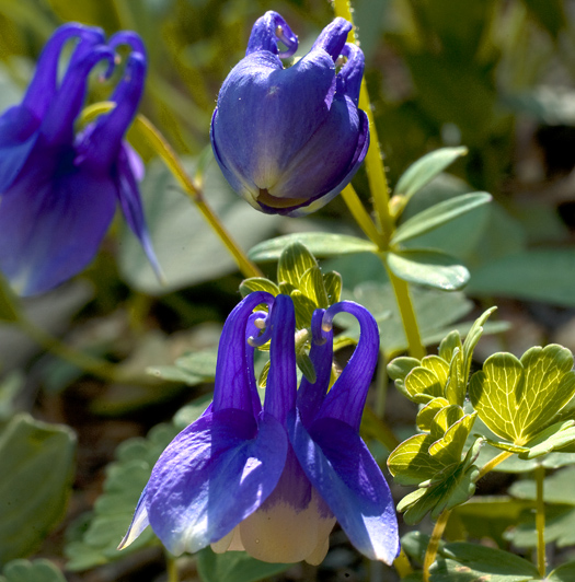 Flowers 4.28.2010_042810_7433