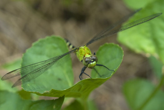 Frog Dragonfly 6-21-2008_062108_4070