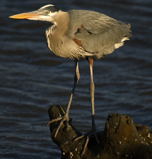 GBH Bombay 3-30-2009_033009_6015.1