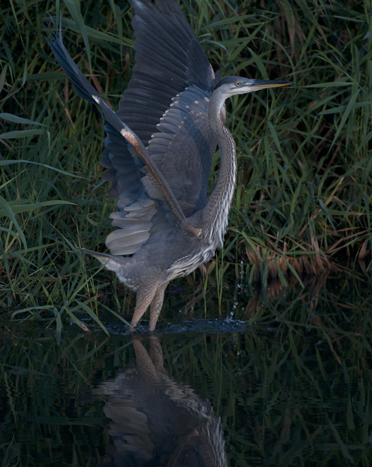 GBH Bombay 7.12