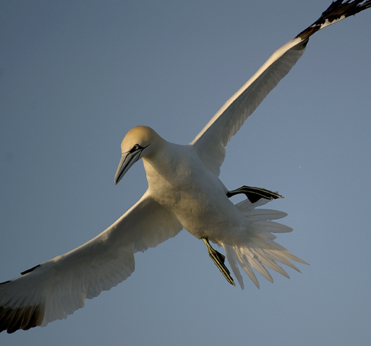 Gannets 1 4.11.2010_041110_5886