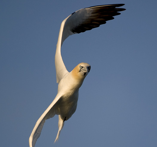 Gannets 1 4.11.2010_041110_5936