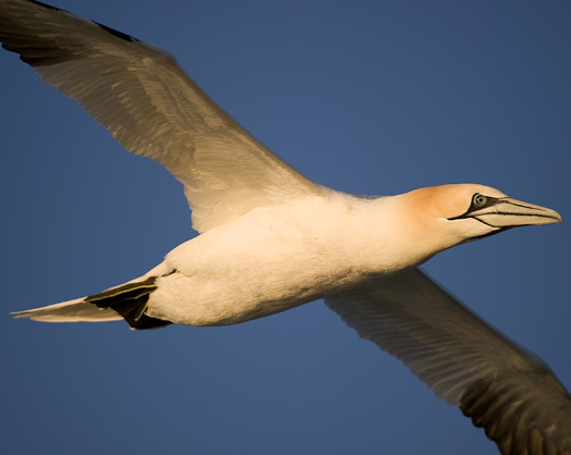 Gannets 4.11.2010_041110_5438