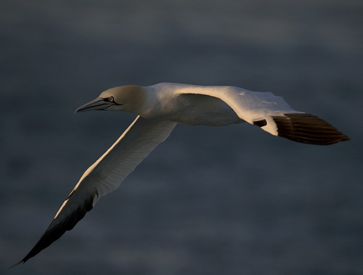 Gannets 4.11.2010_041110_5551