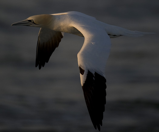 Gannets 4.11.2010_041110_5556