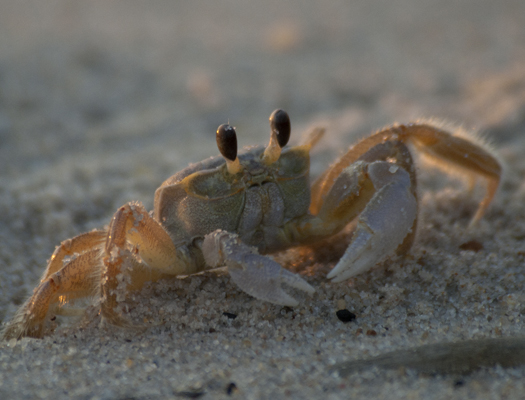 Ghost Crab Lighthouse 7-2-2008_070208_5114