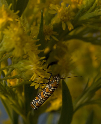 Goldenrod with Insects 10.1.2009_100109_7022