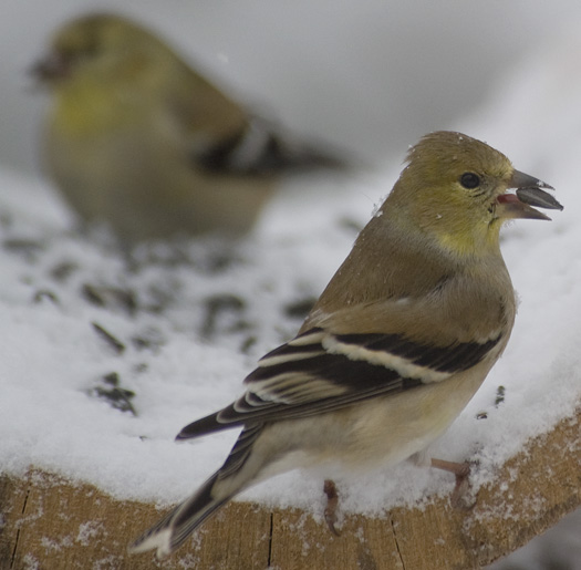 Goldfinches in the Snow 2.10.2010_021010_0964