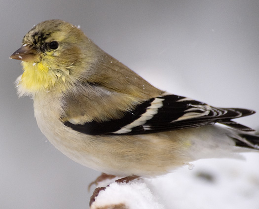 Goldfinches in the Snow 2.10.2010_021010_1210