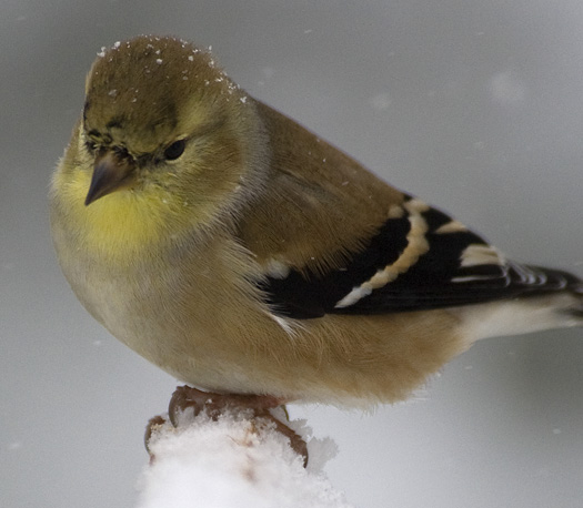 Goldfinches in the Snow 2.10.2010_021010_1286