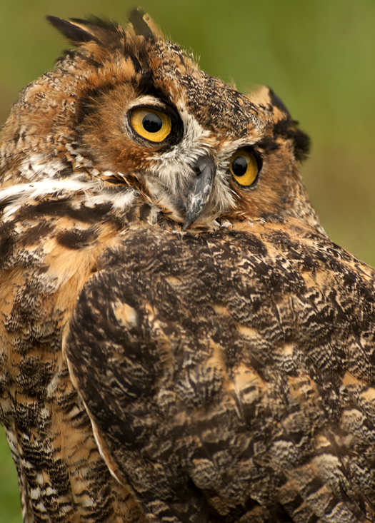 Great Horned Owl 10.13.2013_1643