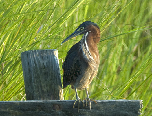 Green Heron Cast Net Sunset 8.27.2009_6206