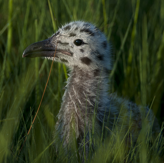 Gull Chicks 6.19