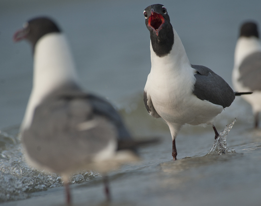 Gulls 6.20