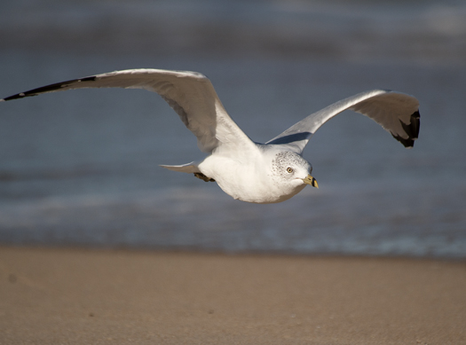 Gulls Sanderling 9.5