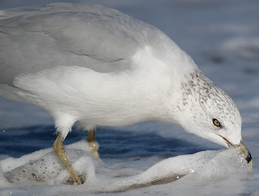 Gulls Sanderling 9.5