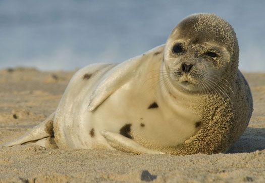 Harp Seal Cape 2-3-2008_7652