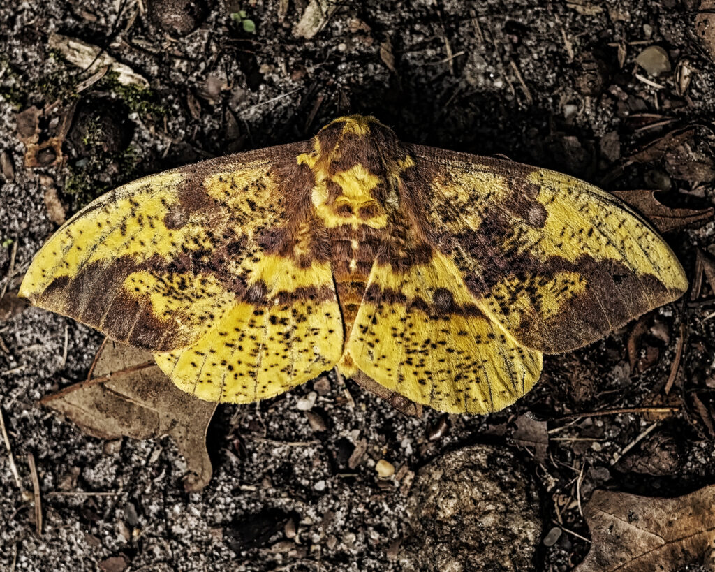 Moth Season Tony Pratt Photography