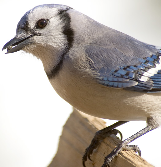 Jays and Finches 2.14.2010_021410_1475