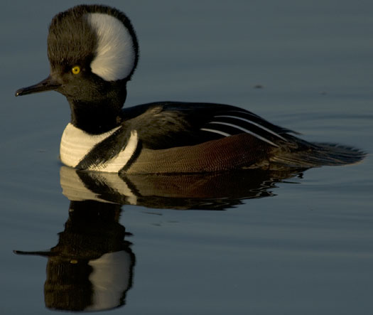 Merganser Sunset 12-14-2007_3445