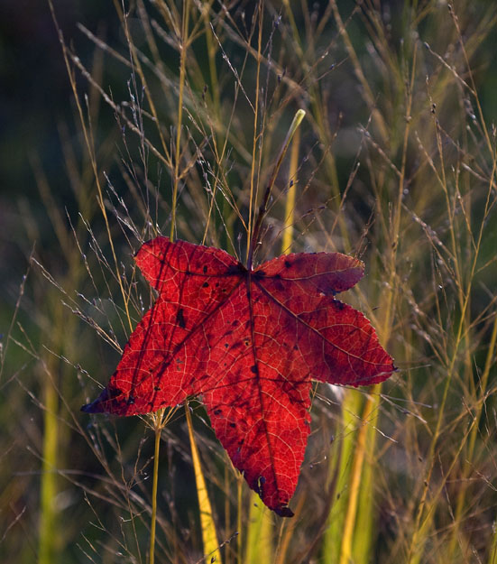 Morning Leaves 11-1-2008_110108_0612