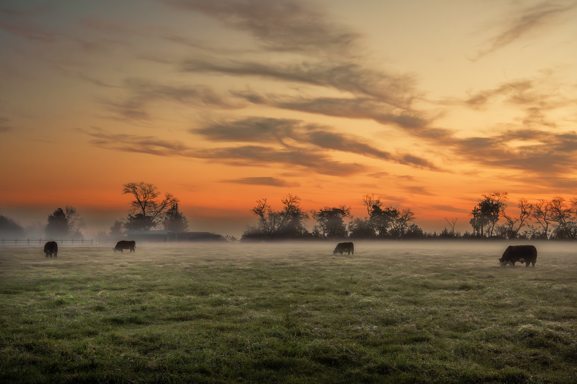 Morning meadow tony pratt photography