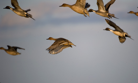 Pintails 1.2.2010_010210_9192