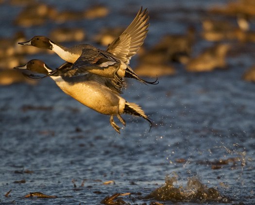 Pintails 1.2.2010_010210_9209