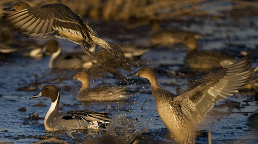 Pintails 1.2.2010_010210_9i83