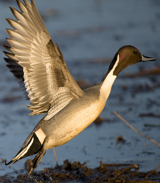 Pintails Primehook 1.23.2010_012310_0174