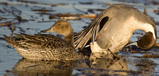 Pintails Primehook 1.23.2010_012310_0200