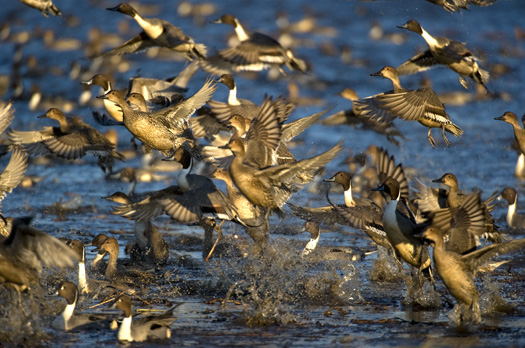 Pintails Sunset 12.29.2009_122909_8888