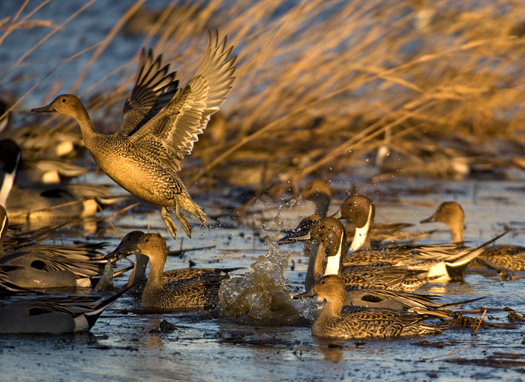 Pintails Sunset 12.29.2009_122909_8960