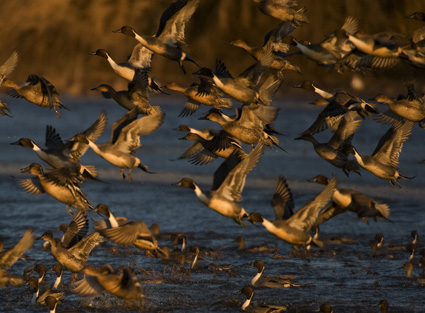 Pintails Sunset 12.29.2009_122909_8983