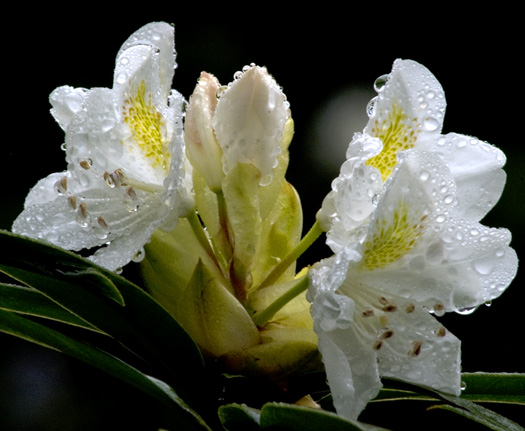 Rhododendron 5.18.2010_051810_0527