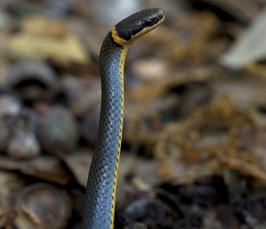 Ringneck Snake 5.29.2010_052910_1829