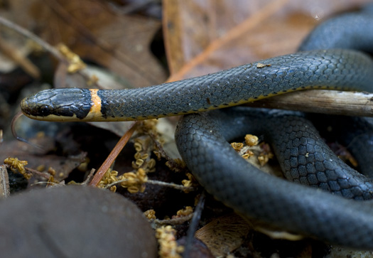 Ringneck Snake 5.29.2010_052910_1854