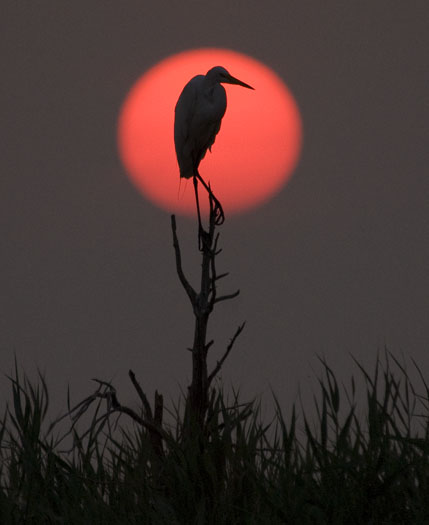 Rookery Sunrise 7-18-2008_071808_6711