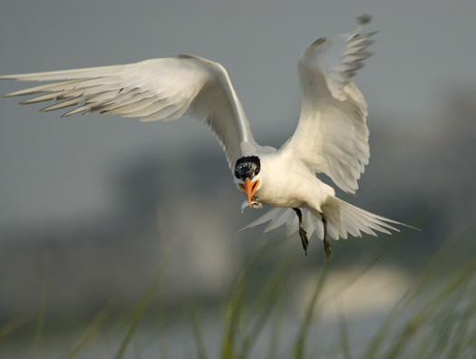 Royal Terns 6-14-2009_061409_1823