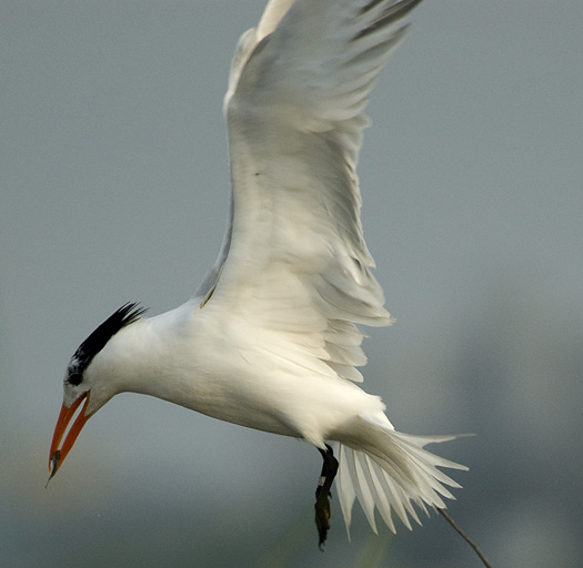 Royal Terns 6-14-2009_061409_1891