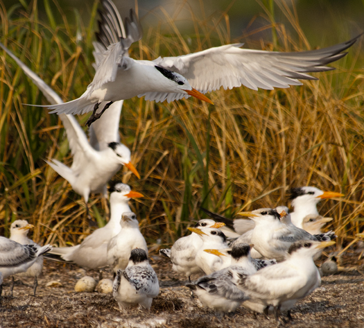 Royal Terns 7-12-2009_071209_4725