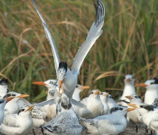 Royal Terns 7-12-2009_071209_4842