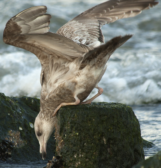 Ruddy Turnstones, Gulls 3-2-2008_9396