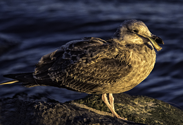 Shorebirds IRInlet 1.31.2015_1751