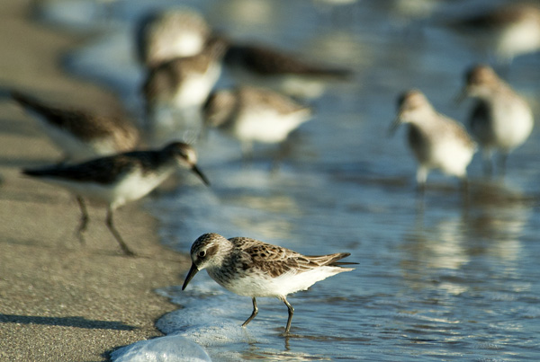 Shorebirds Prine Hook Beach 5.25.2014_7968